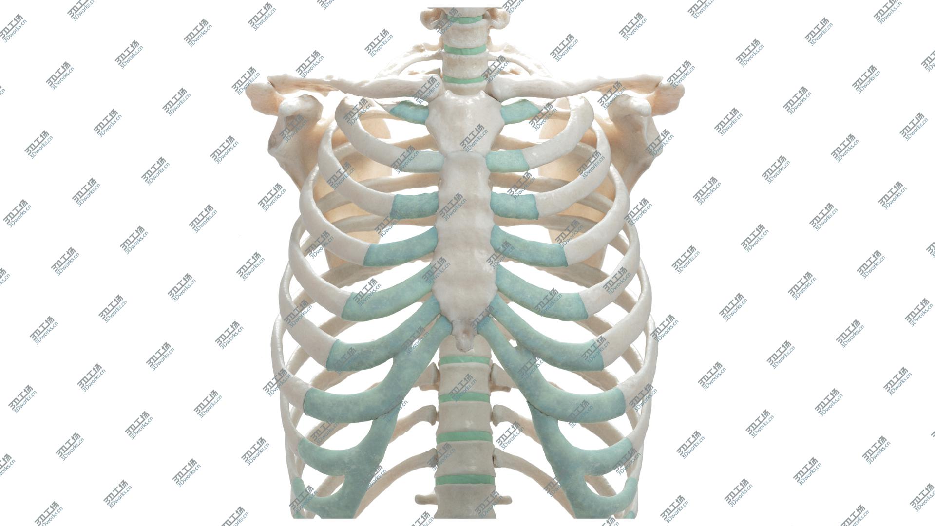images/goods_img/20210319/Female Torso Skeleton model/3.jpg